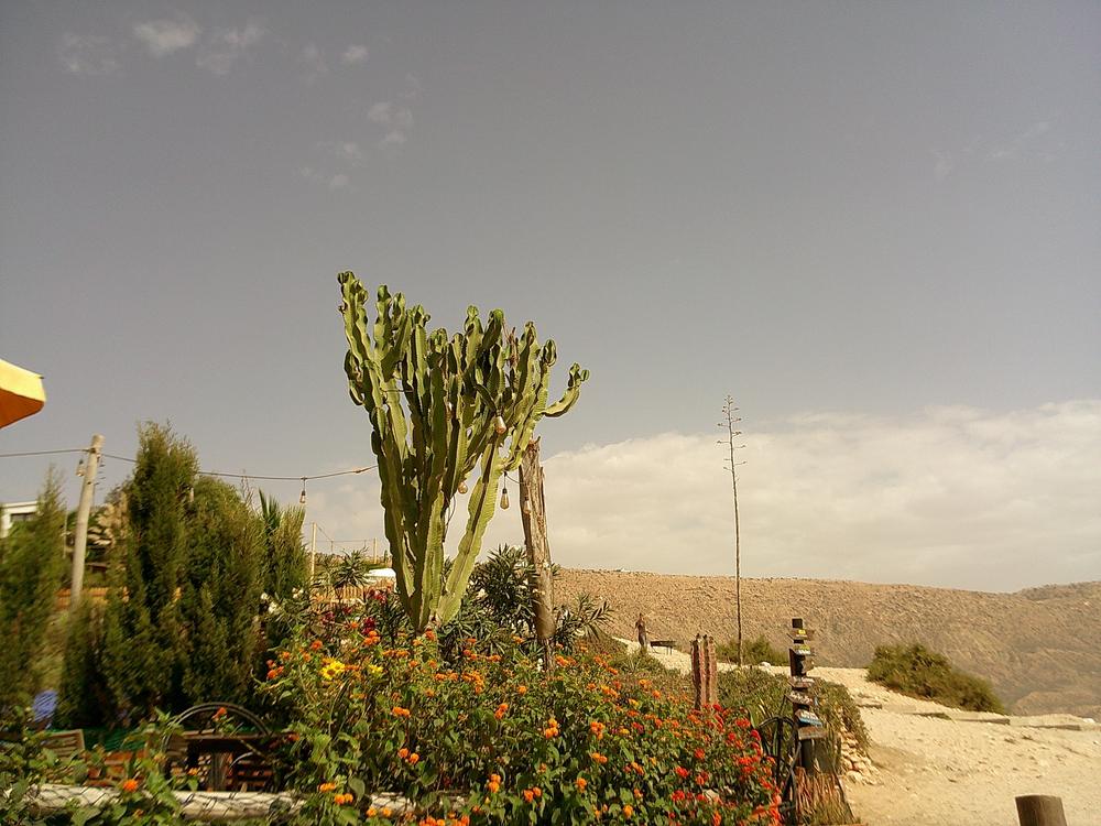 Cactus et fleurs orange face aux collines, panneaux de direction en bois
