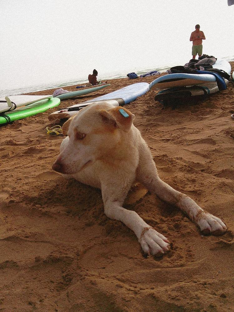 Chien endormi sur le sable, parmi les planches de surf