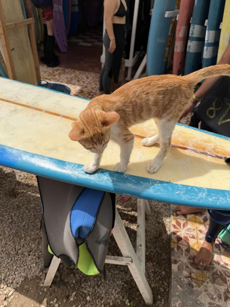 Chaton roux sur une planche de surf