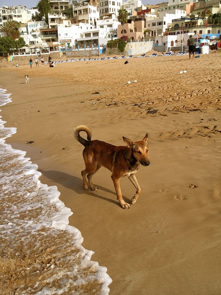 Chien mouillé sur le sable, au bord des vagues