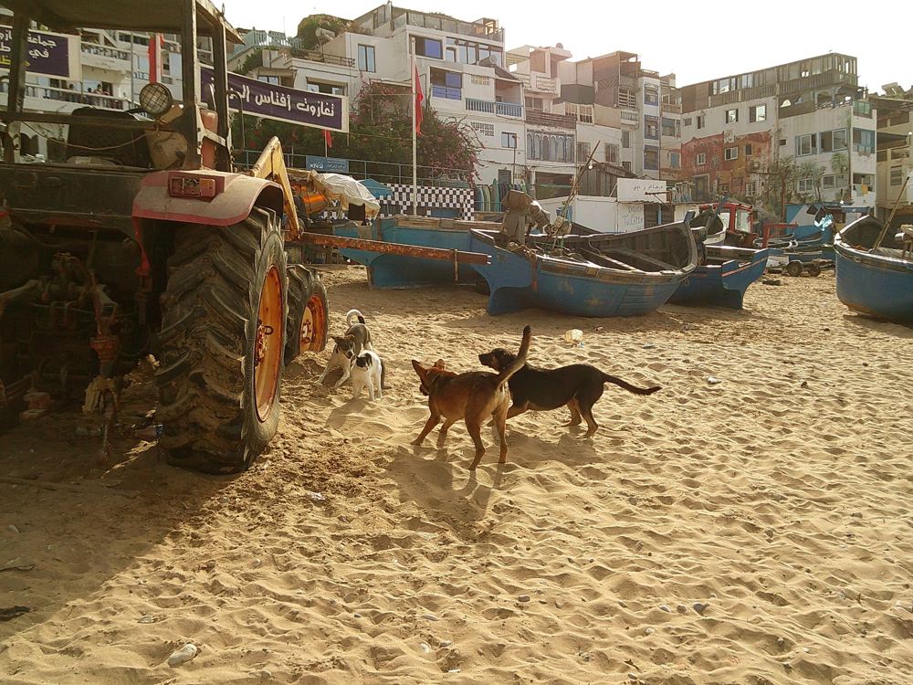 Chiens, chat et tracteur sur la plage, bateaux bleus