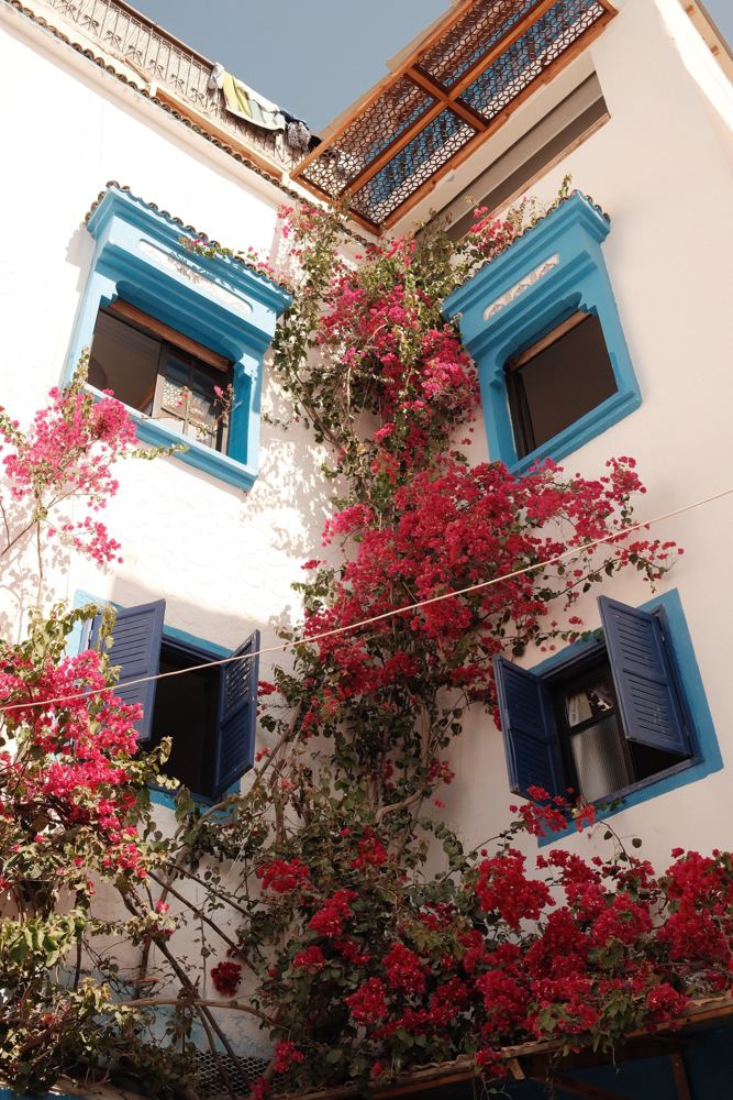 Bougainvilliers rouges sur façade blanche et fenêtres bleues