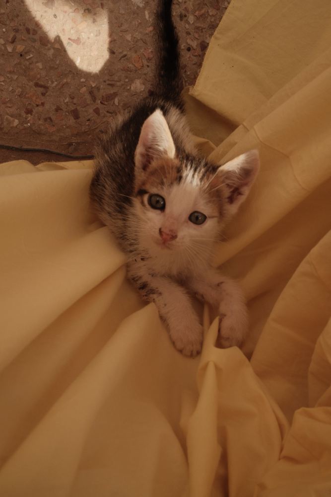 Chaton sur un drap jaune