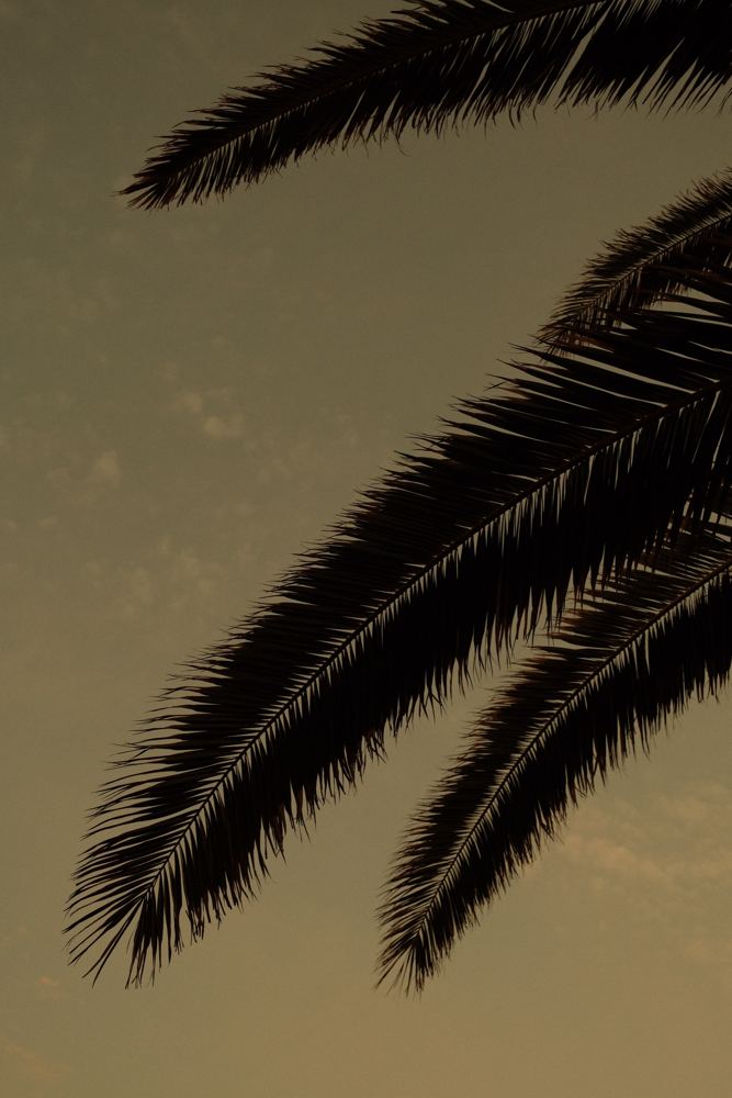 Palmes en contre-jour